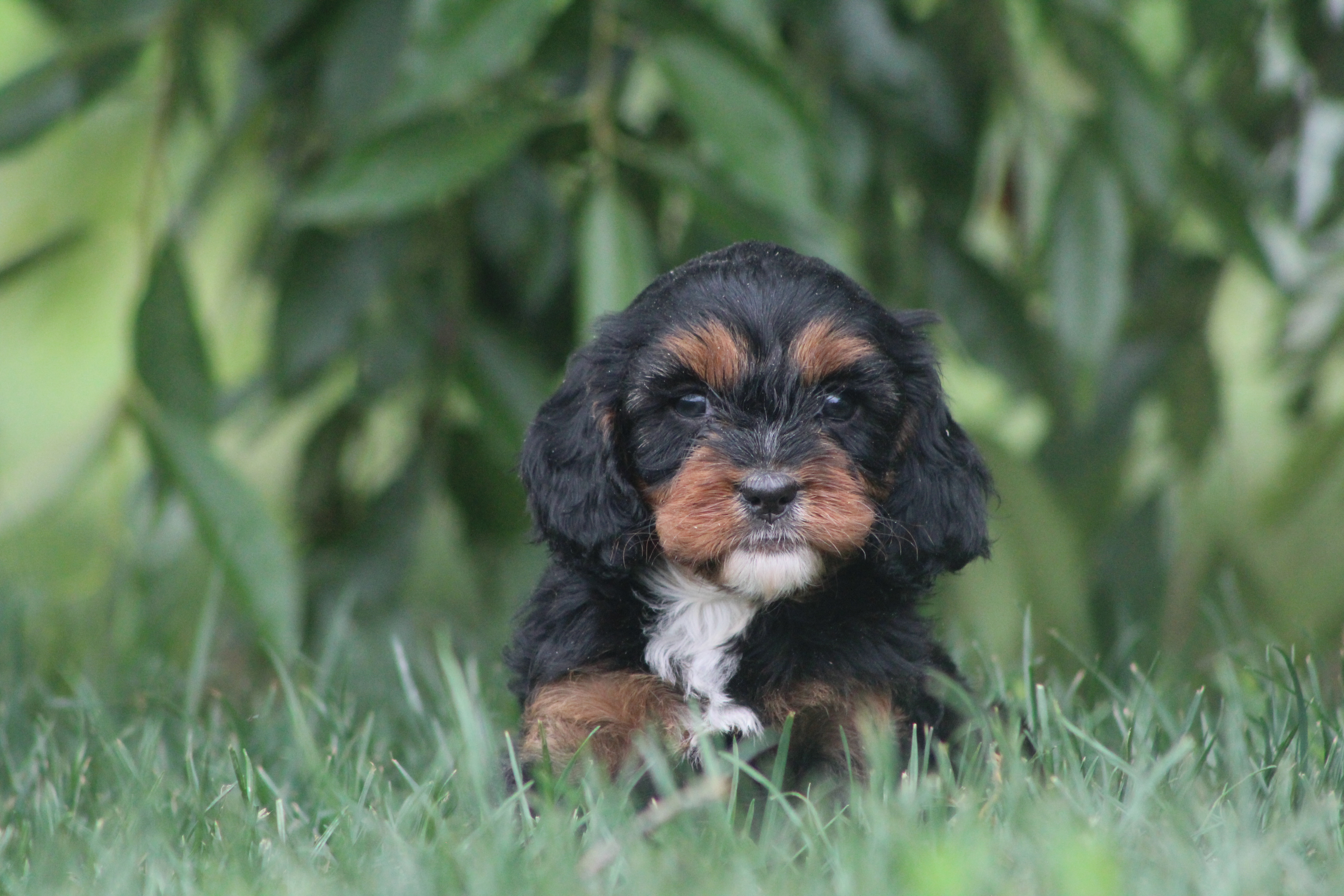 puppy, for, sale, Cavapoo, Jeffrey H.  Newswanger, dog, breeder, Newmanstown, PA, dog-breeder, puppy-for-sale, forsale, nearby, find, puppyfind, locator, puppylocator, aca